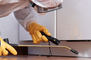 Messie Schädlingsbekämpfung Oberursel (taunus)